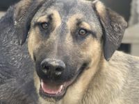 Liam, geb. ca. 09/2022, lebt in GRIECHENLAND, im städt. Tierheim Serres