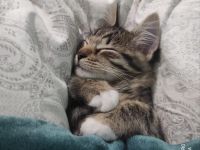 Süßer norwegischer Waldkater Kitten