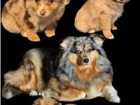 Sheltie Mix Welpen