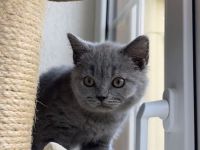 BKH Kitten  mit Stammbaum