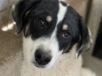 Windy geb. ca. 11/2022, lebt in GRIECHENLAND, im städt. Tierheim Serres