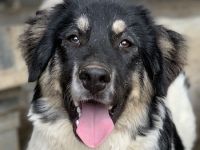 Rainy, geb. ca. 11/2022, lebt in GRIECHENLAND, im städt. Tierheim Serres