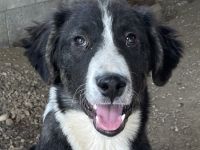 Quentin, geb. ca. 11/2022, lebt in GRIECHENLAND, im städt. Tierheim Serres