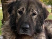 Potter, geb. ca. 11/2020, lebt in GRIECHENLAND, auf einer privaten Pflegestelle