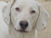 Funky, geb. ca. 11/2021, lebt in GRIECHENLAND, auf einer privaten Pflegestelle