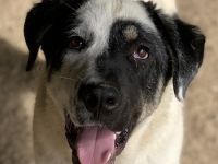 Foggy, geb. ca. 11/2022, lebt in GRIECHENLAND, im städt. Tierheim Serres