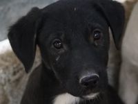 Ophelia, geb. ca. 09/2022, lebt in GRIECHENLAND, im städt. Tierheim Serres