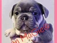 französische Bulldoggen Welpen