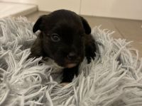 Coton Havaneser Welpen