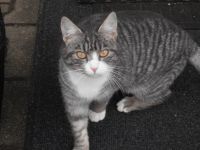 3 süße Katzenkinder abzugeben