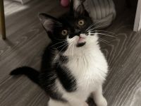 Junge Katze sucht ein neues Zuhause