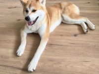 Akita inu in guten Händen abzugeben!