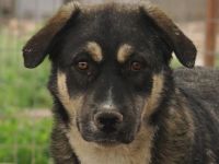 Susi, geb. ca. 09/2022, lebt in GRIECHENLAND, im städt. Tierheim Serres