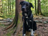 Balu sucht ein neues Zuhause