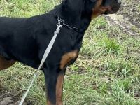 Piro aus der Bohmter Heide