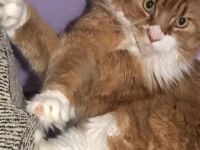 Norwegische Waldkatze