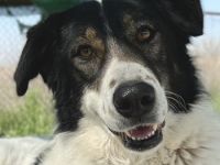 Xalia, geb. ca. 03/2018, lebt in GRIECHENLAND, im städt. Tierheim Serres