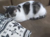 Liebe Hauskatze als einzel Katze abzugeben