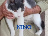 NINO ❤️