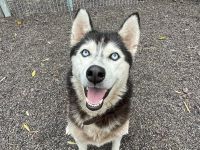 Starlight - Husky (mix) aktiv, lieb (w)