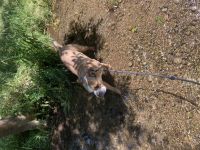 Paco sucht ein neues zuhause