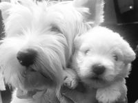 Zuckersüßer West Highland Terrier Welpe, reinrassig