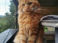 Maine Coon Deckkater *Rot*