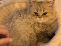 Britisch Langhaar Kitten (BLA Kitten)