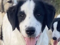 Umia, geb. ca. 05/2022, lebt in GRIECHENLAND, auf einer privaten Pflegestelle