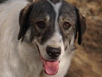 Vanessa, geb. ca. 05/2022, lebt in GRIECHENLAND, auf einer privaten Pflegestelle