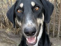 Venia, geb. ca. 07/2021, lebt in GRIECHENLAND, auf einer privaten Pflegestelle