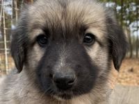 Venus, geb. ca. 08/2022, lebt in GRIECHENLAND, auf einer privaten Pflegestelle