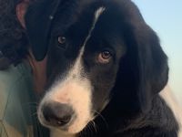 Zelina, geb. ca. 05/2022, lebt in GRIECHENLAND, auf einer privaten Pflegestelle