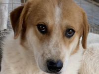 Bengta, geb. ca. 10/2018, lebt in GRIECHENLAND, auf einem Gelände, auf dem die Hunde notdürftig vers