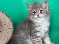 Sibirische Katze - Kitten mit Stammbaum