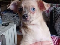 3 chihuahua Mädchen suchen noch ein schönes Zuhause