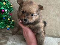 Pomerian Zwergspitz Welpe