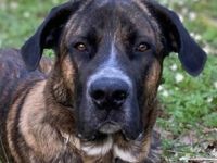 Hanni, geb. ca. 12/2020 lebt auf einer Pflegestelle in 59069 Hamm