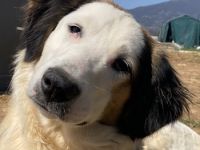 Lyra, geb. ca. 06/2021, lebt in GRIECHENLAND, auf einem Gelände, auf dem Hunde notdürftig versorgt w