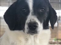 Ferrara, geb. ca. 04/2020, lebt in GRIECHENLAND, auf einem Gelände, auf dem die Hunde notdürftig ver