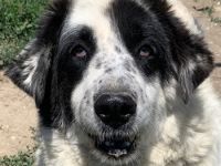 Conchita, geb. ca. 01/2014, lebt in GRIECHENLAND, im städt. Tierheim Serres