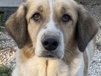 Clementini, geb. ca. 03/2019, lebt in GRIECHENLAND, im städt. Tierheim Serres