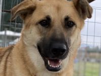 Caipirinha, geb. ca. 04/2019, lebt in GRIECHENLAND, im städt. Tierheim Serres