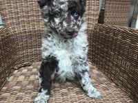 Reinrassige  Mudi Welpen