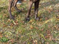 Deutscher Kurzhaar abzugeben