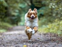 Australian Shepherd Deckrüde ASCA