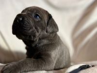 Reinrassige Cane Corso Welpen