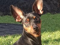 Purebred puppy Zwergpinscher. Documents FCI. Ukraine.