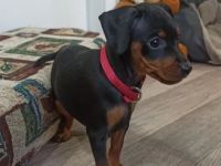 Purebred puppies Zwergpinscher. Documents FCI. Ukraine.