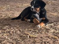 Appenzeller Sennenhunde Rüden in liebevolle Hände abzugeben